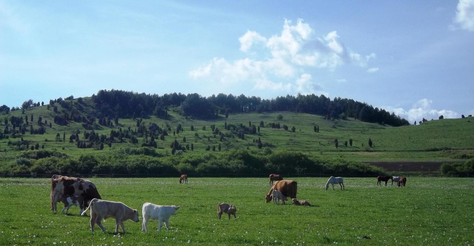 Appartamento Penzion Ranch FAH Spišské Podhradie Esterno foto