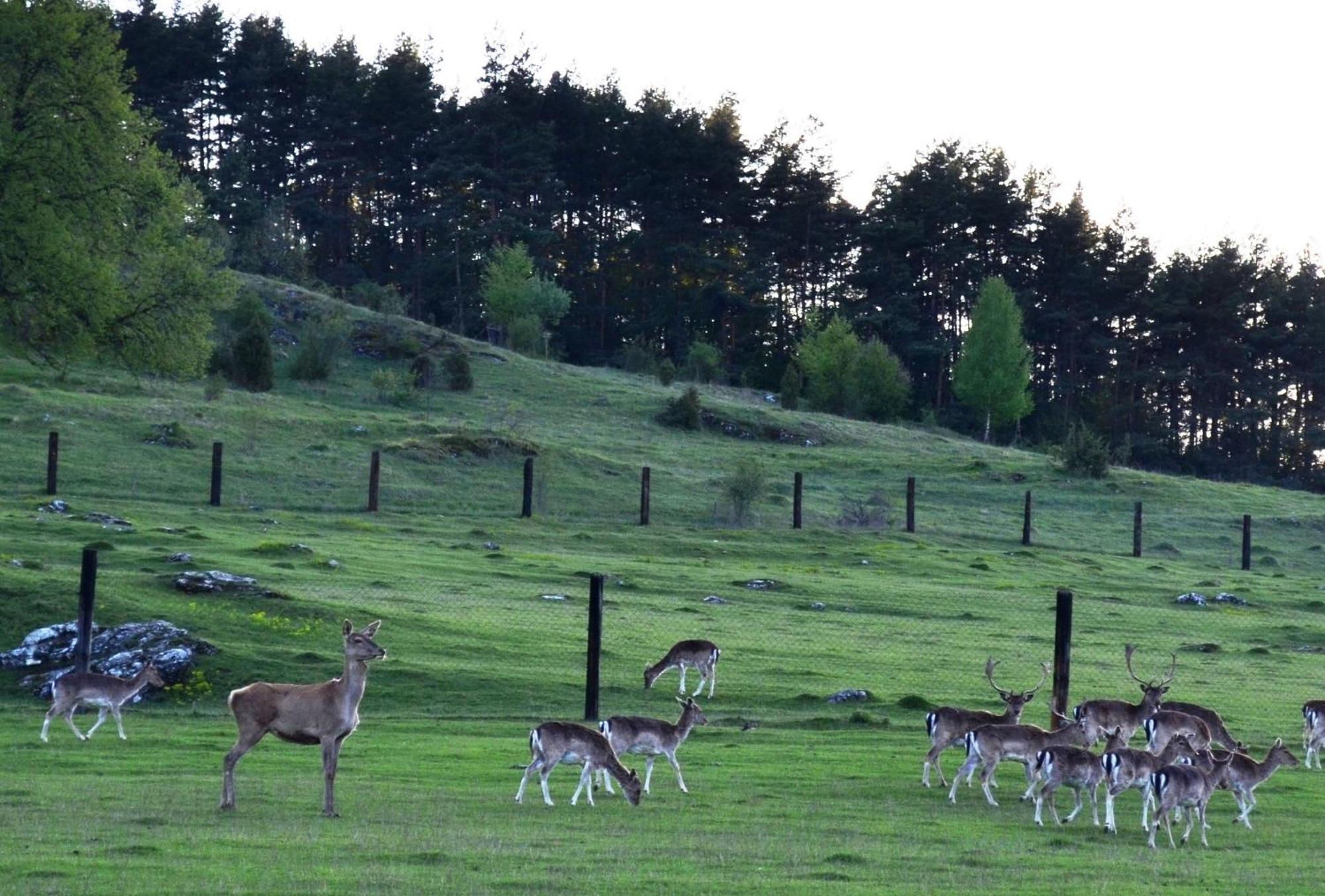 Appartamento Penzion Ranch FAH Spišské Podhradie Esterno foto