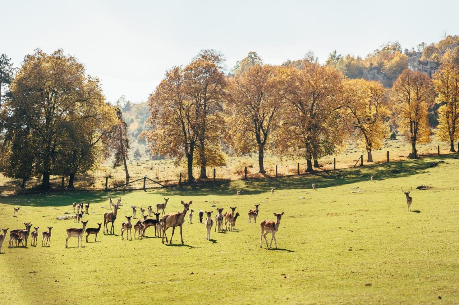 Appartamento Penzion Ranch FAH Spišské Podhradie Esterno foto