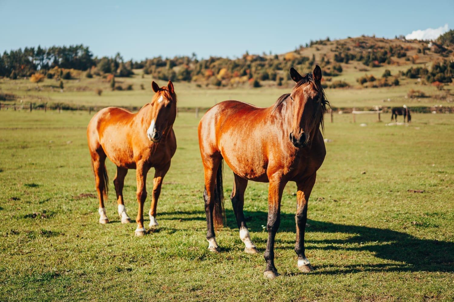 Appartamento Penzion Ranch FAH Spišské Podhradie Esterno foto