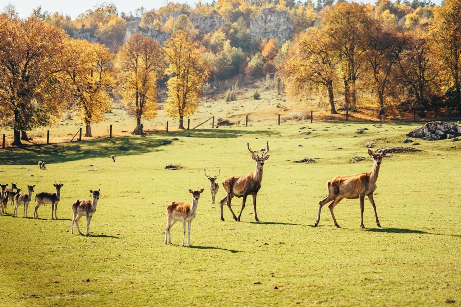 Appartamento Penzion Ranch FAH Spišské Podhradie Esterno foto