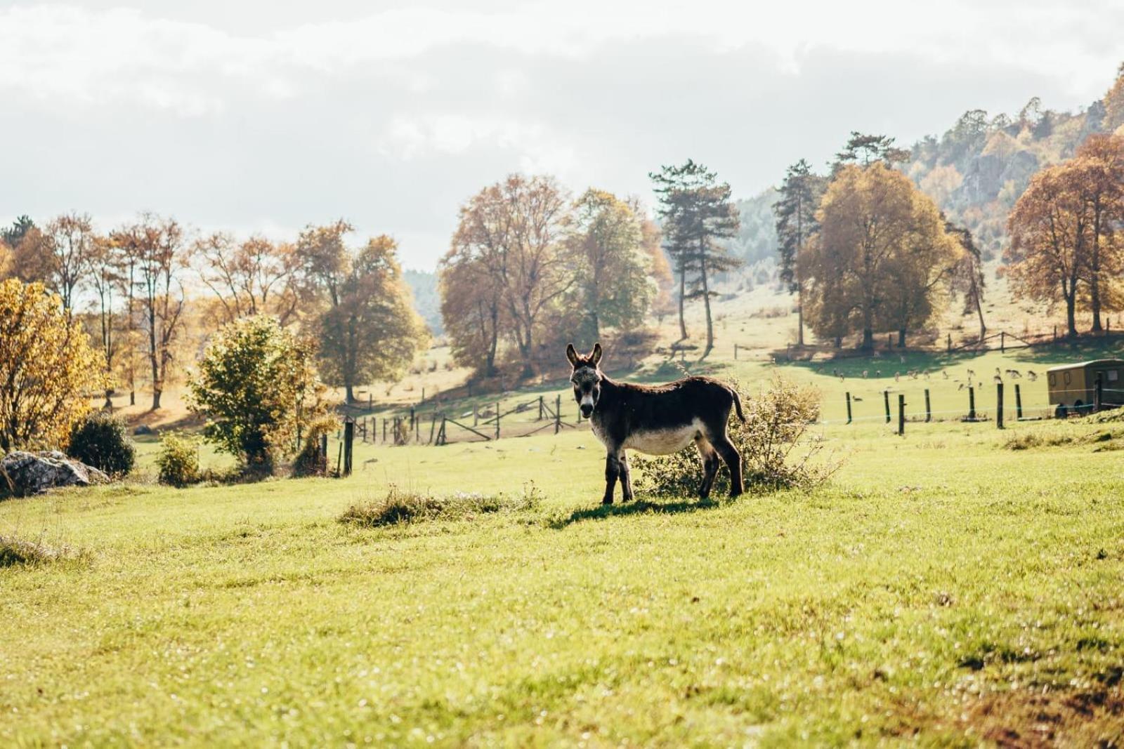 Appartamento Penzion Ranch FAH Spišské Podhradie Esterno foto