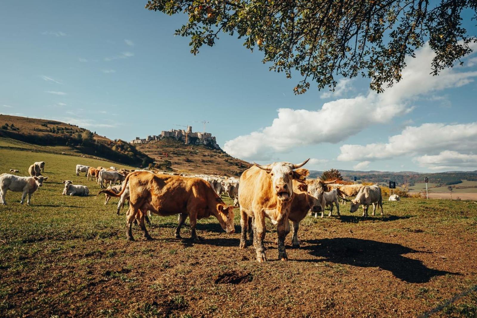 Appartamento Penzion Ranch FAH Spišské Podhradie Esterno foto